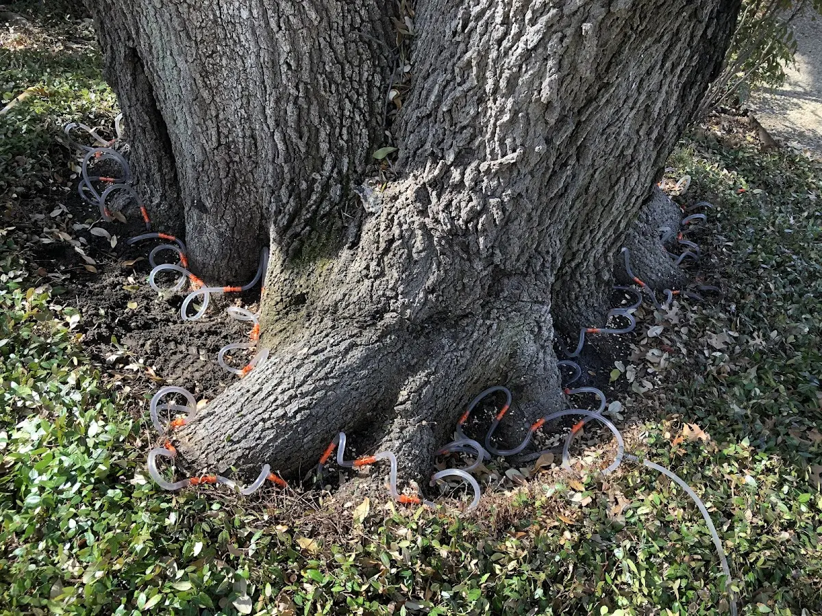 Detailed Tree Cabling and Bracing job site in Zirconia