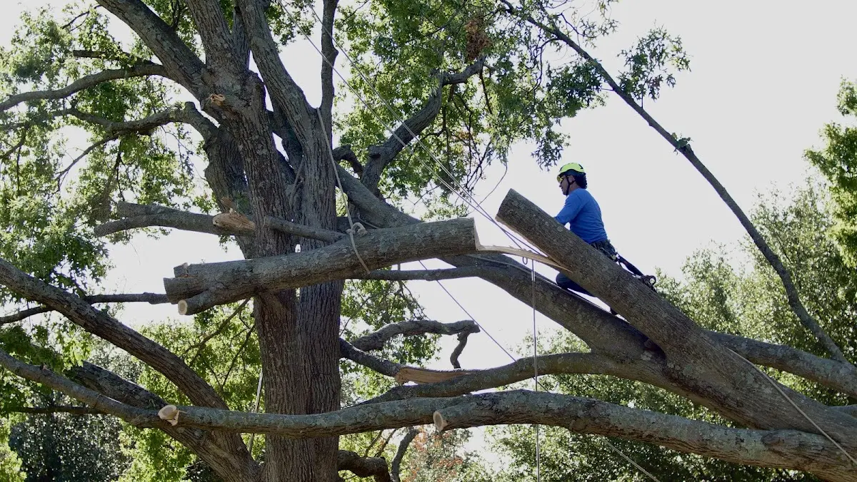 Professional Crown Thinning performed by certified arborists in Zirconia